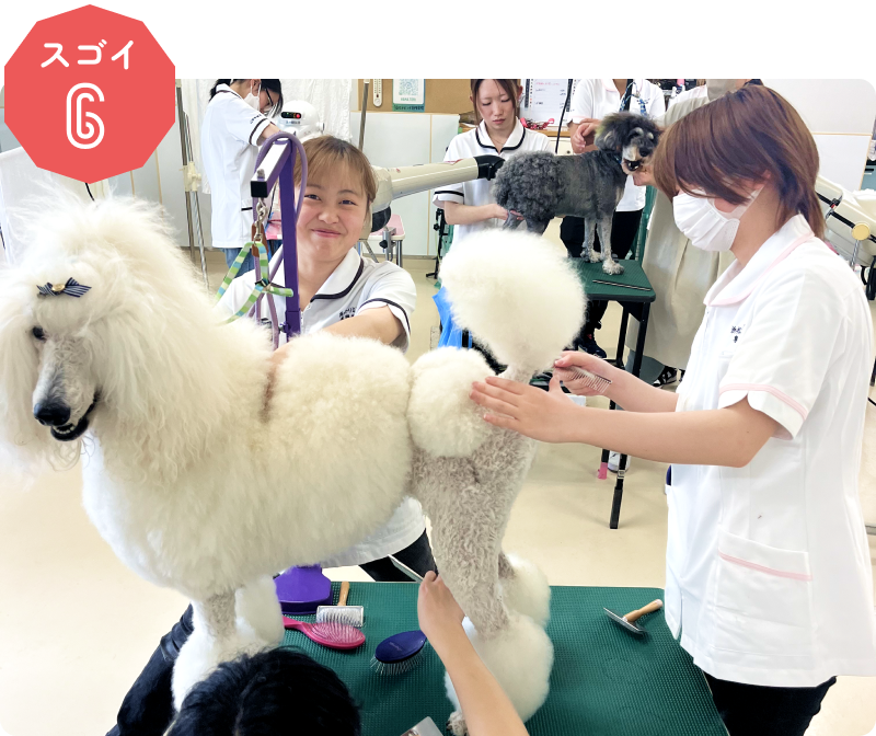 ショーレベルのカットが学べる