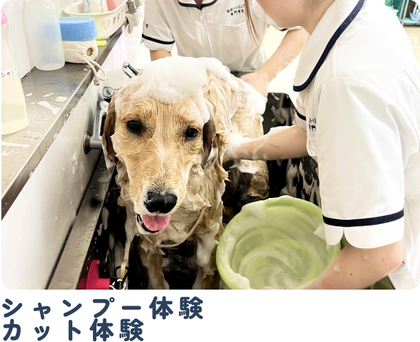 シャンプー体験・カット体験